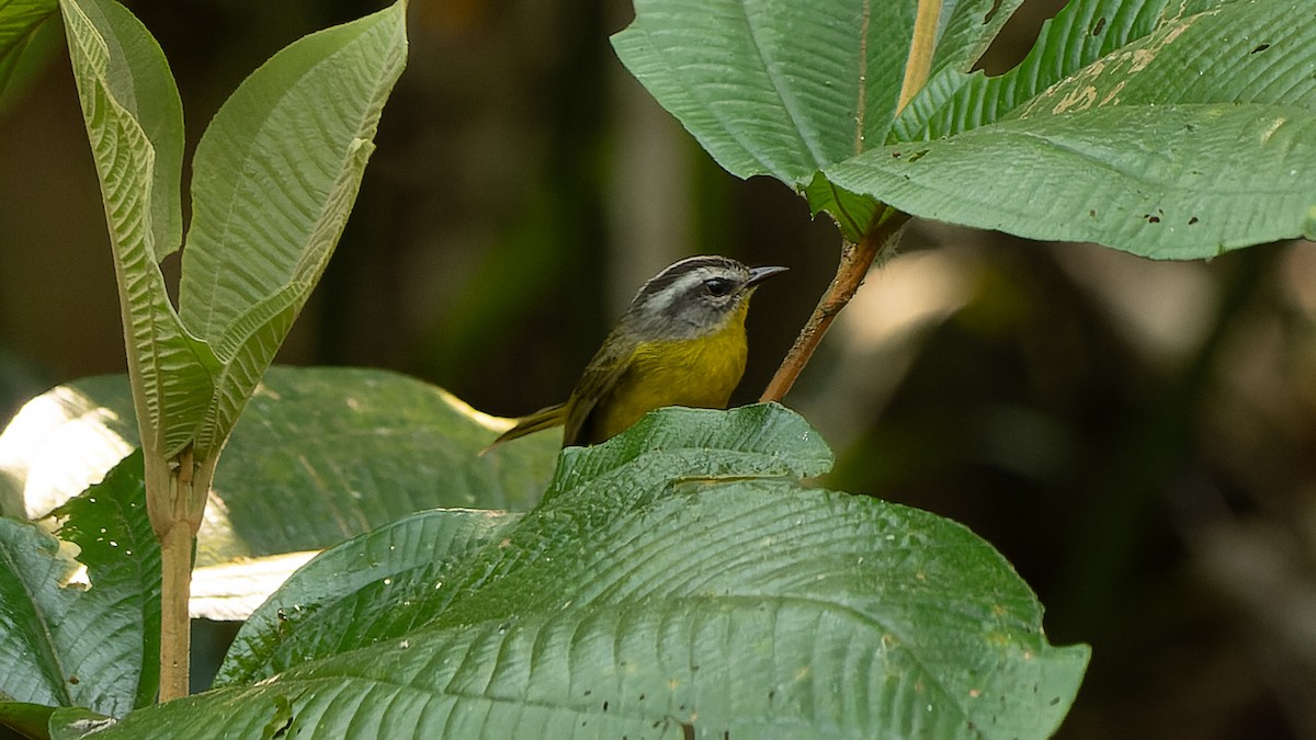 Golden-crowned Warbler - ML623831358