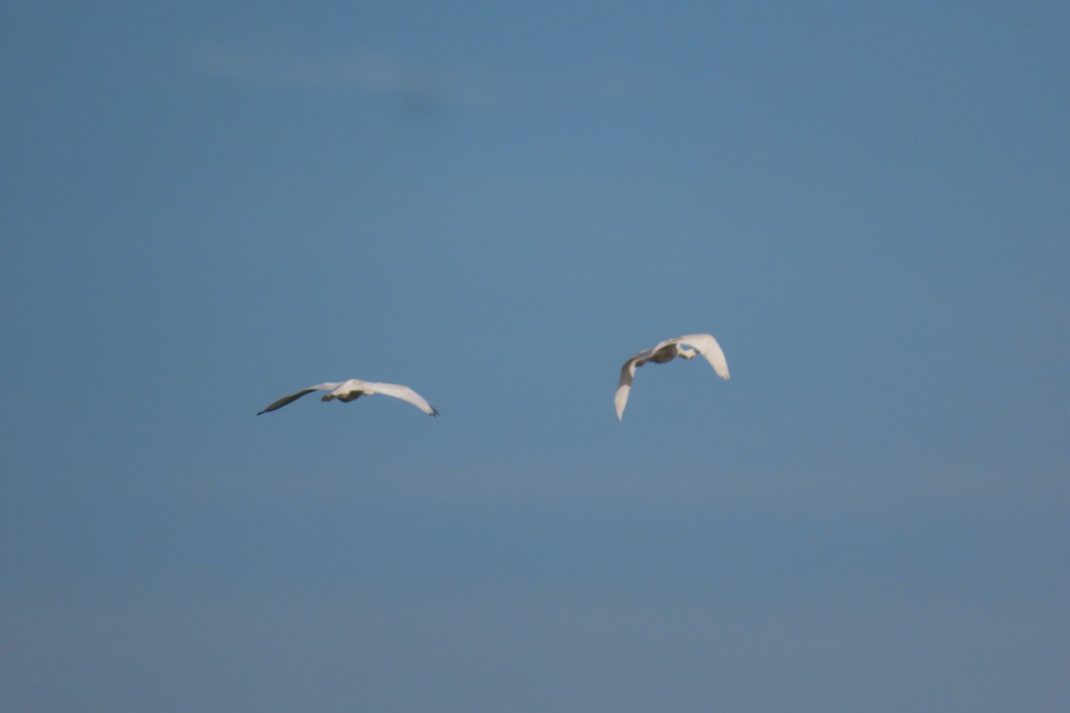 Eurasian Spoonbill - ML623831371