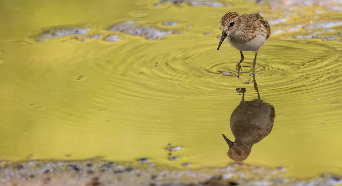 Least Sandpiper - Richard  Davis