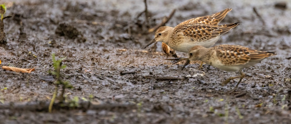 Least Sandpiper - Richard  Davis