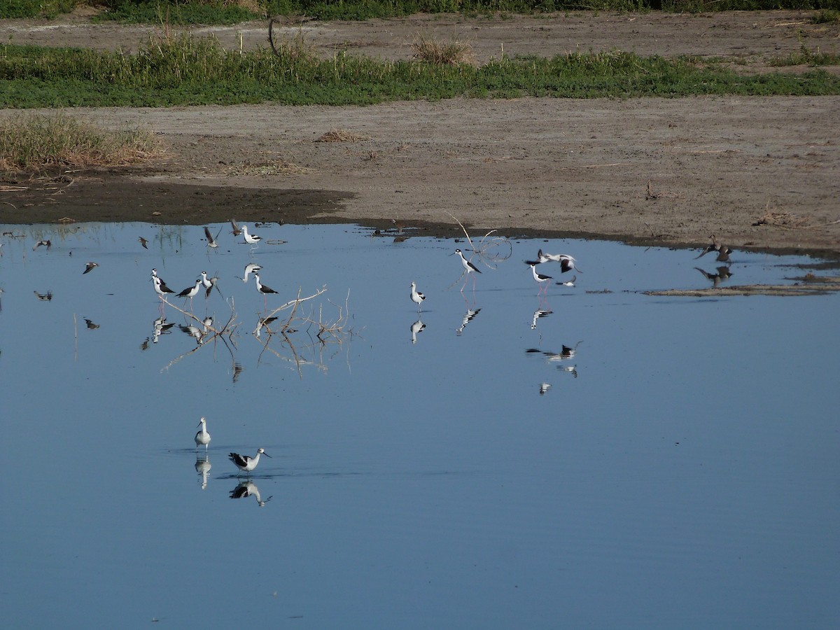 Black-necked Stilt - ML623831402