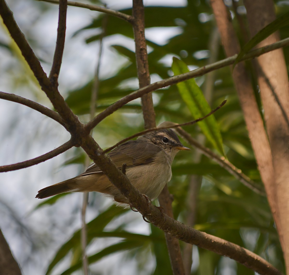 Dusky Warbler - ML623831424