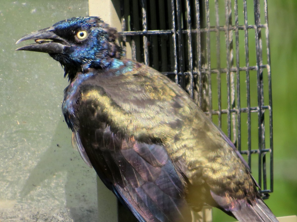 Common Grackle (Bronzed) - Marianne Friers