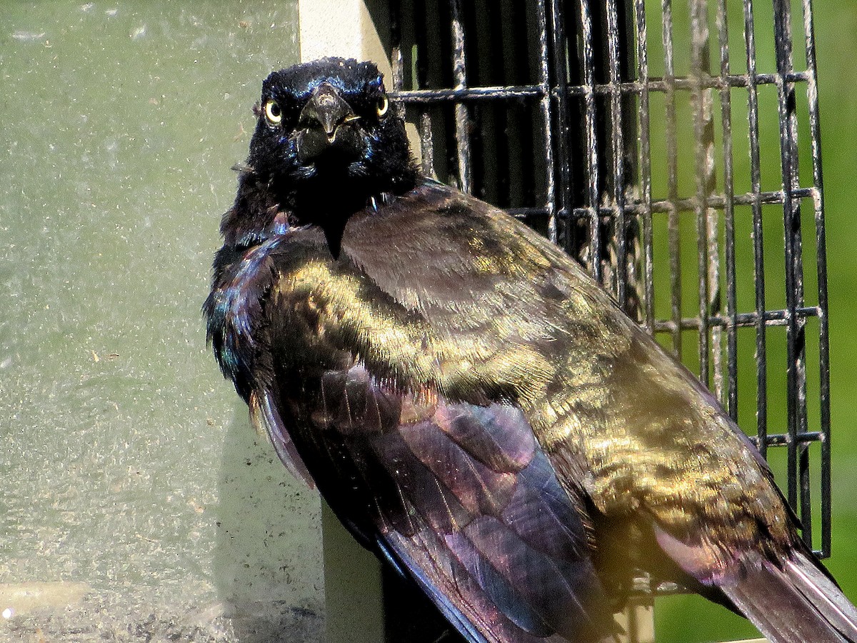 Common Grackle (Bronzed) - ML623831433