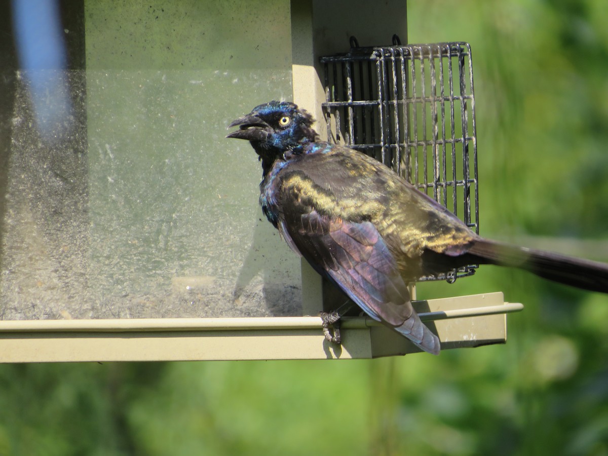 Common Grackle (Bronzed) - ML623831434