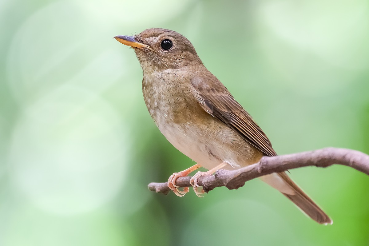 Brown-chested Jungle Flycatcher - ML623831451