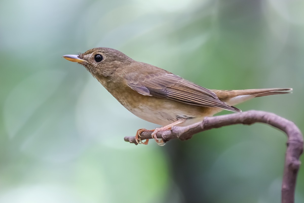 Brown-chested Jungle Flycatcher - ML623831452