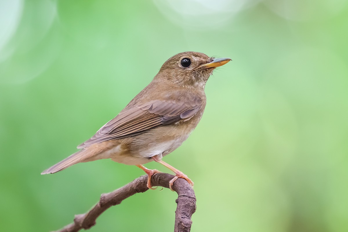 Brown-chested Jungle Flycatcher - ML623831453