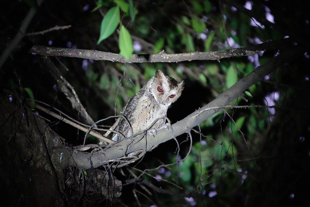 Philippine Scops-Owl - Caleb Ong