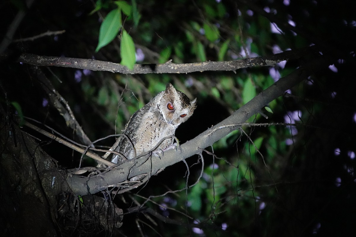 Philippine Scops-Owl - ML623831474