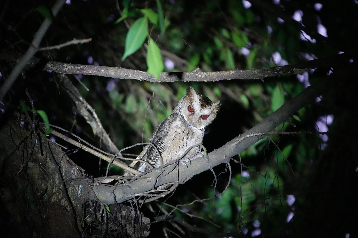 Philippine Scops-Owl - ML623831475