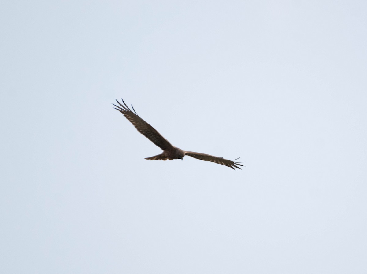 Swamp Harrier - ML623831497