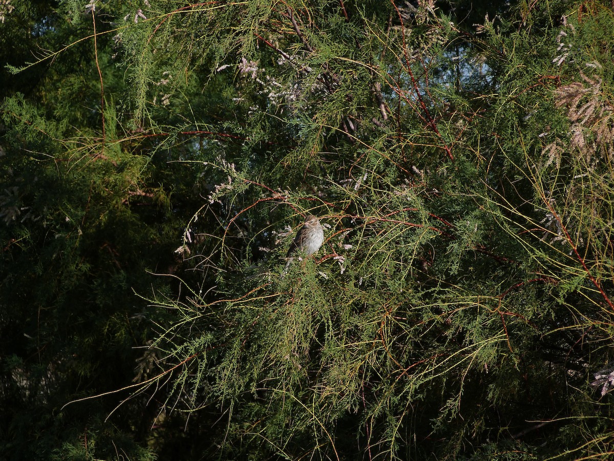 Brewer's Sparrow - ML623831515