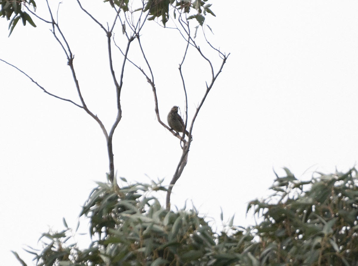 Regent Bowerbird - ML623831525