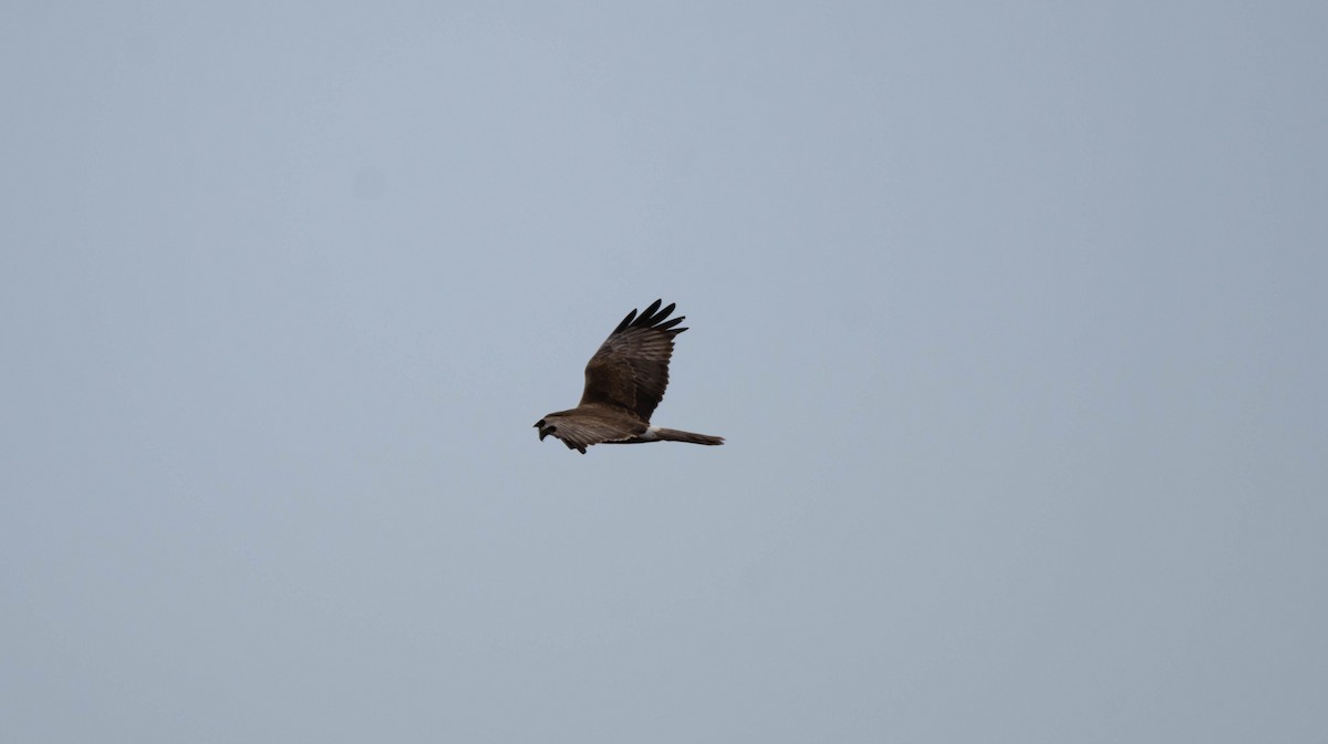 Swamp Harrier - ML623831531