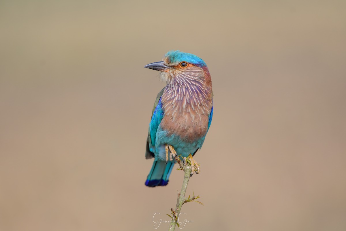 Indian Roller - ML623831536