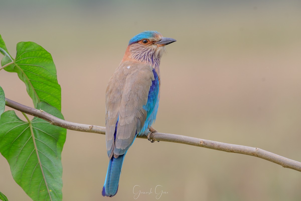 Indian Roller - ML623831537