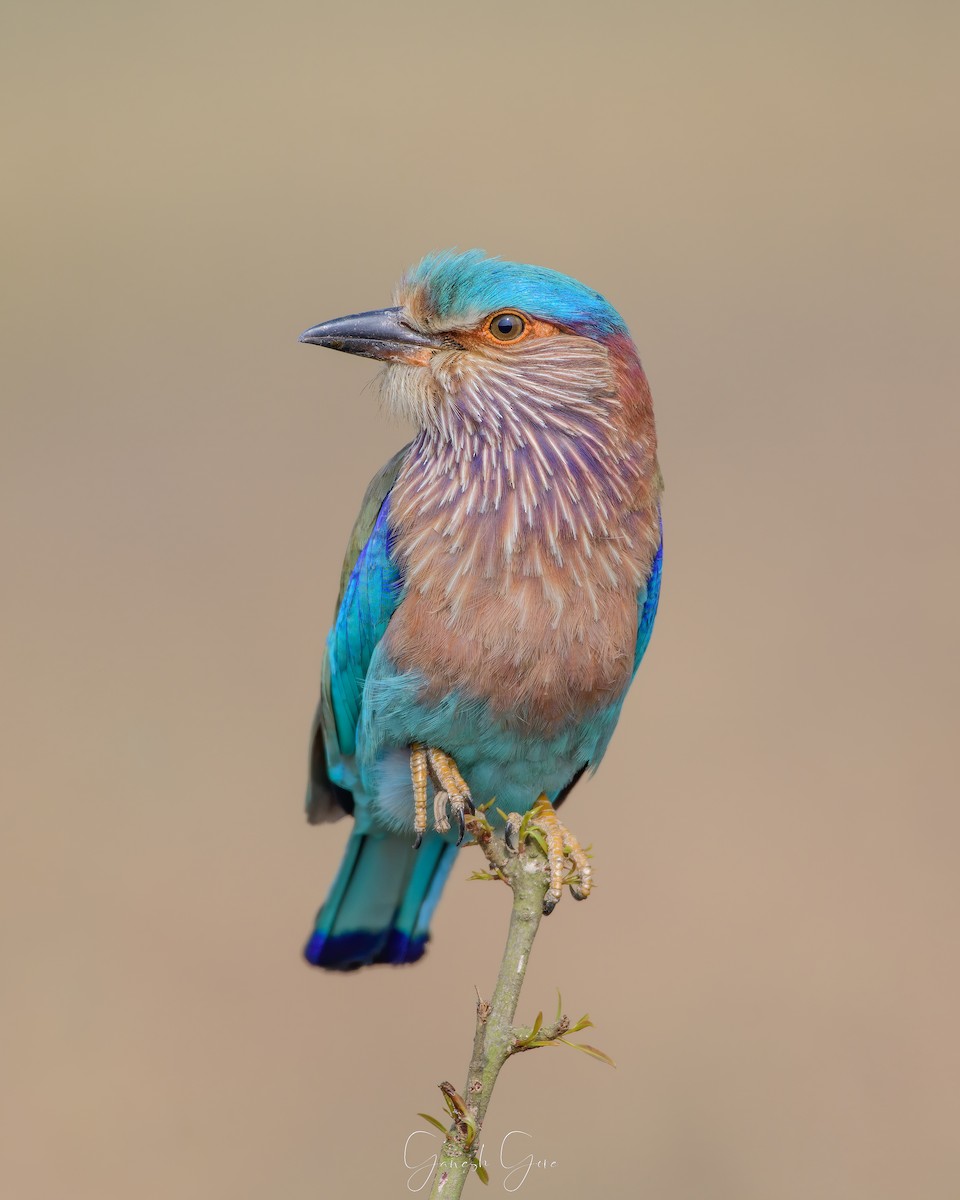 Indian Roller - ML623831539