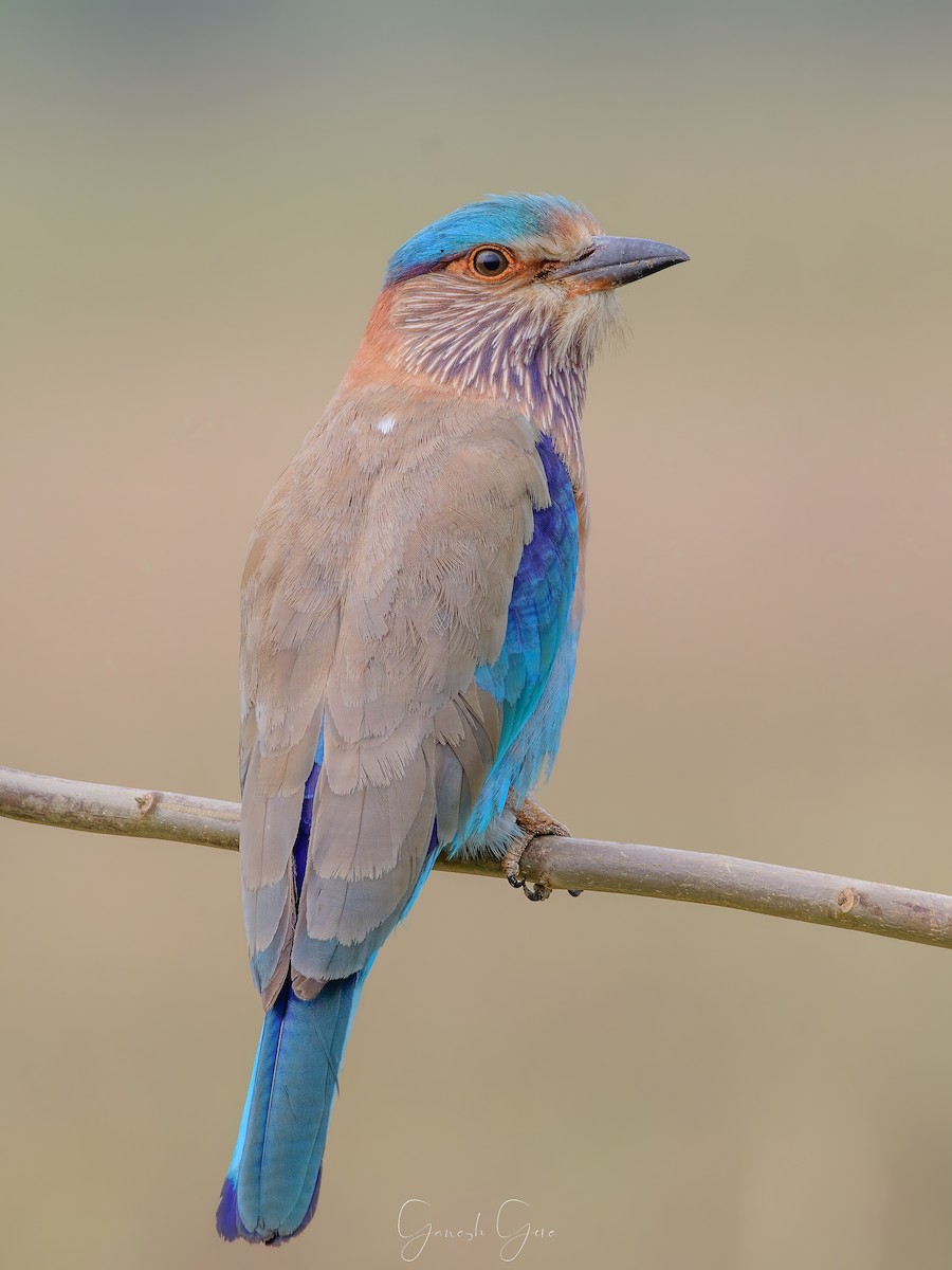 Indian Roller - ML623831541