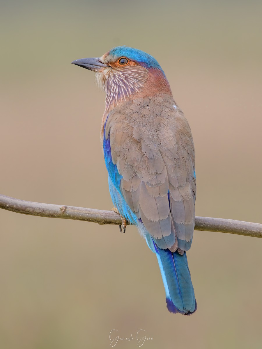 Indian Roller - ML623831542