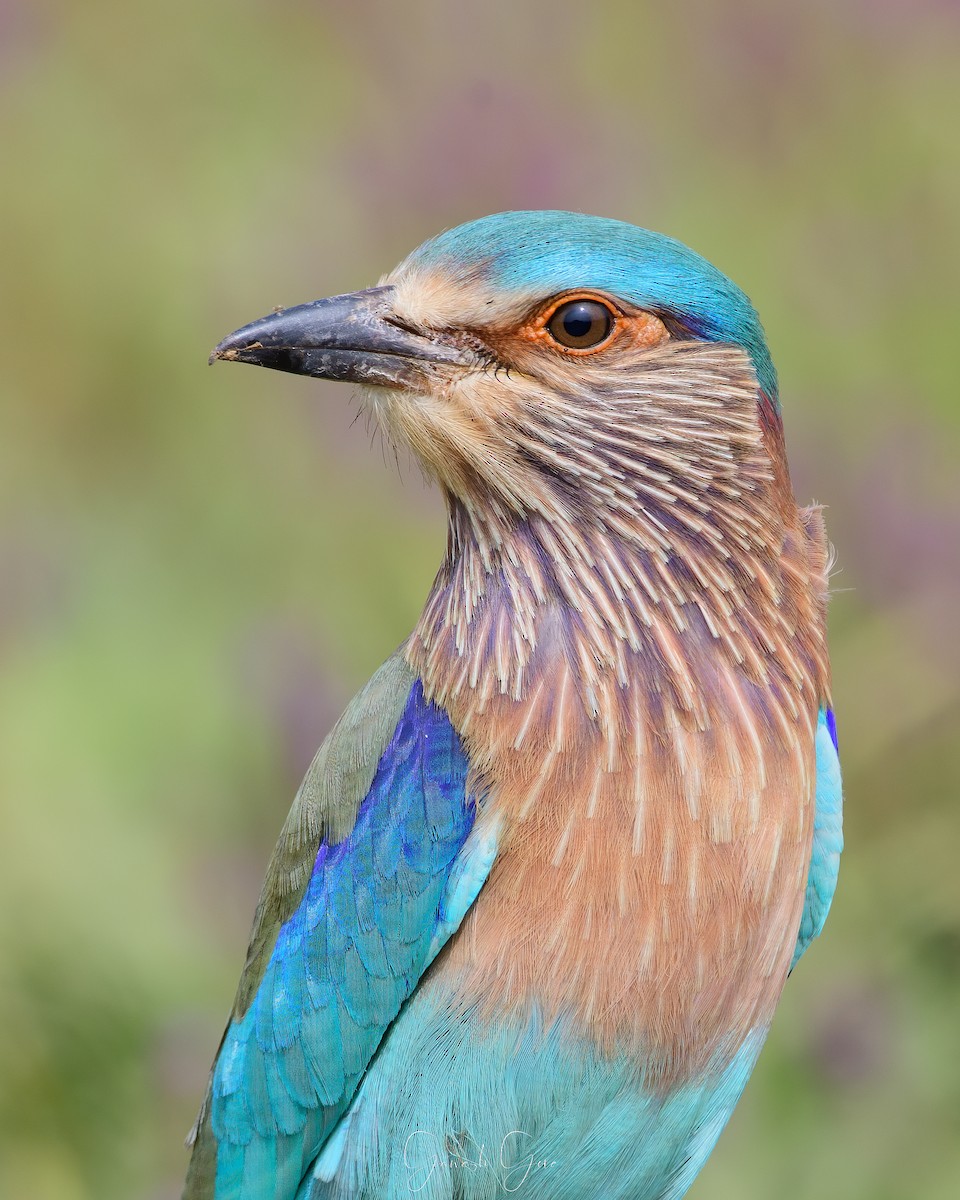 Indian Roller - ML623831543