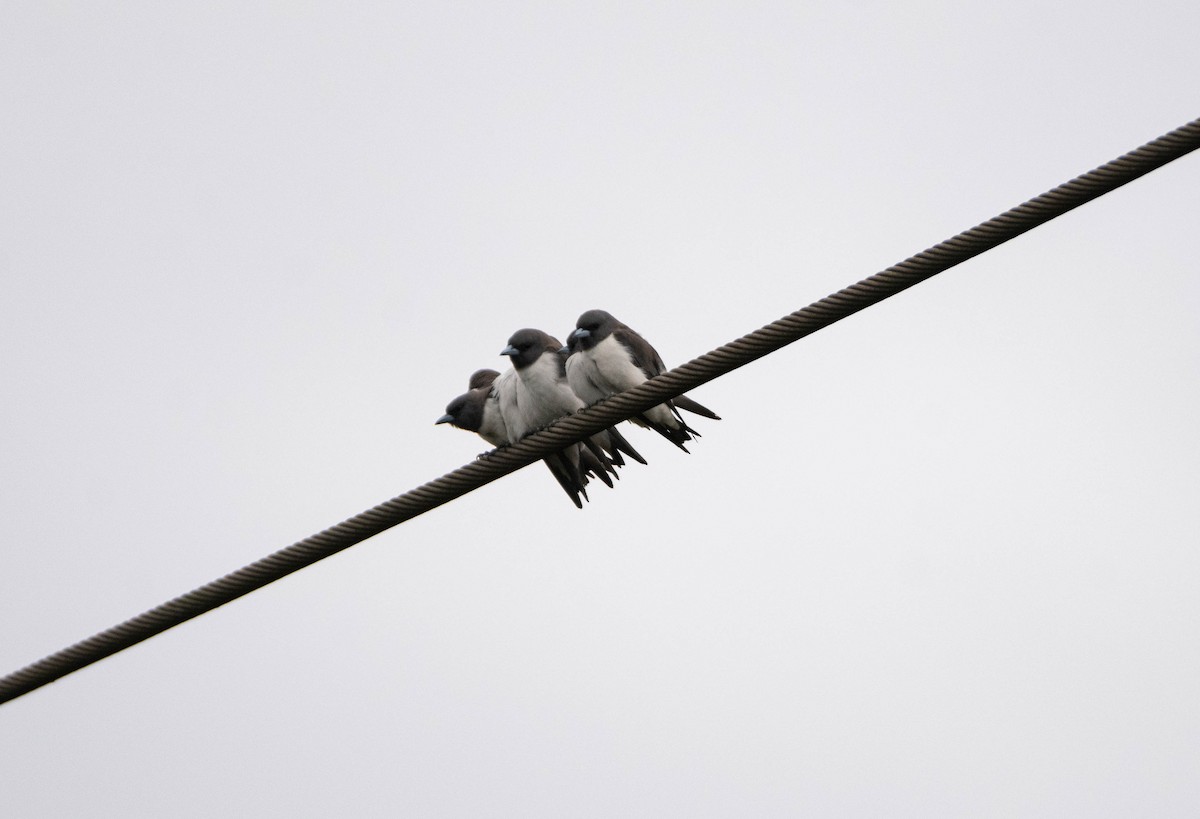 White-breasted Woodswallow - ML623831547