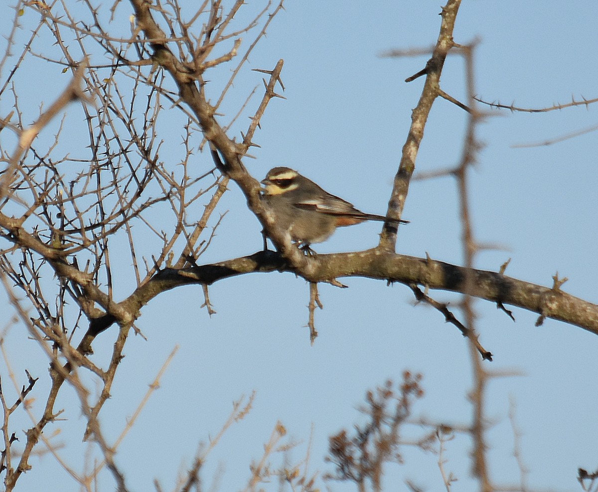 Ringed Warbling Finch - ML623831582