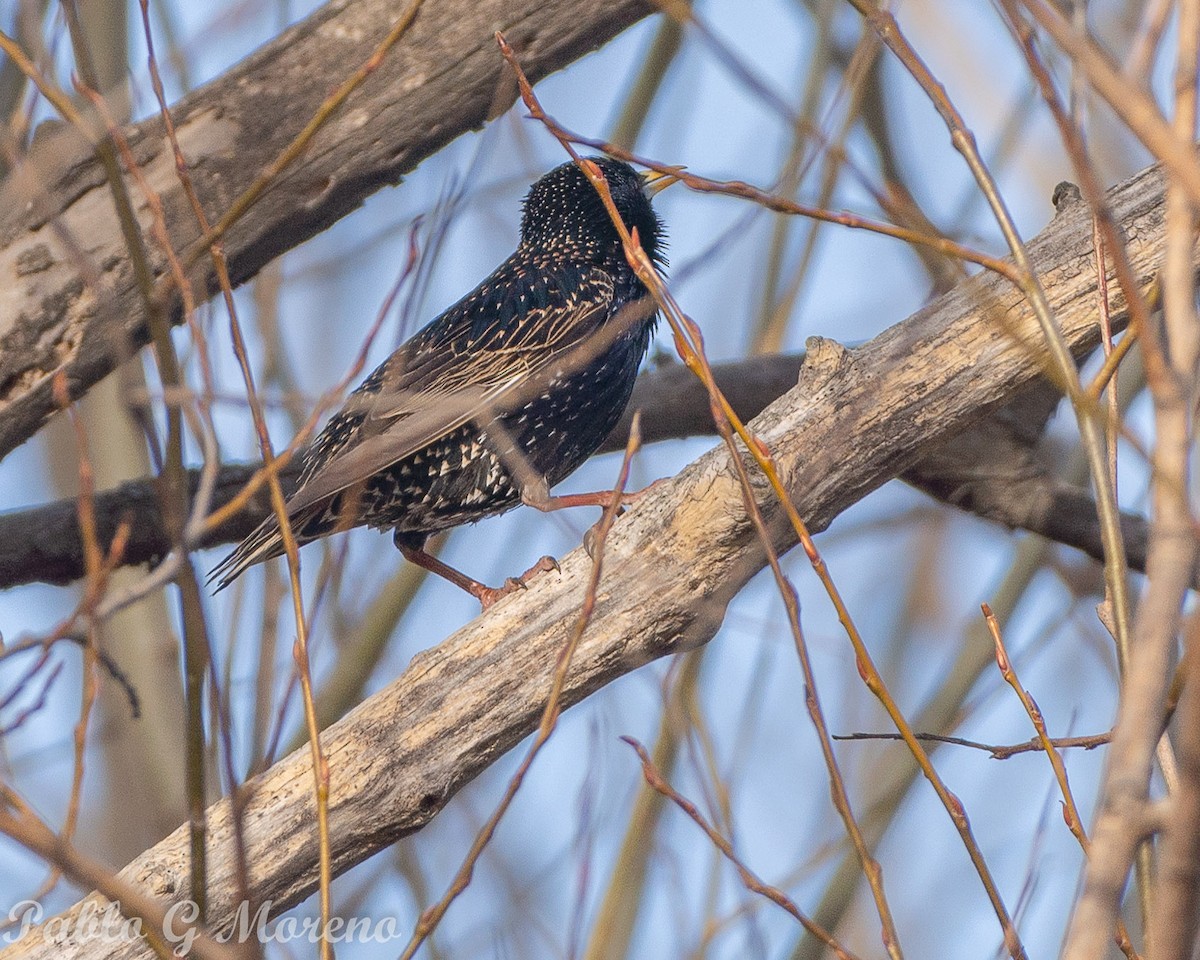 European Starling - ML623831629