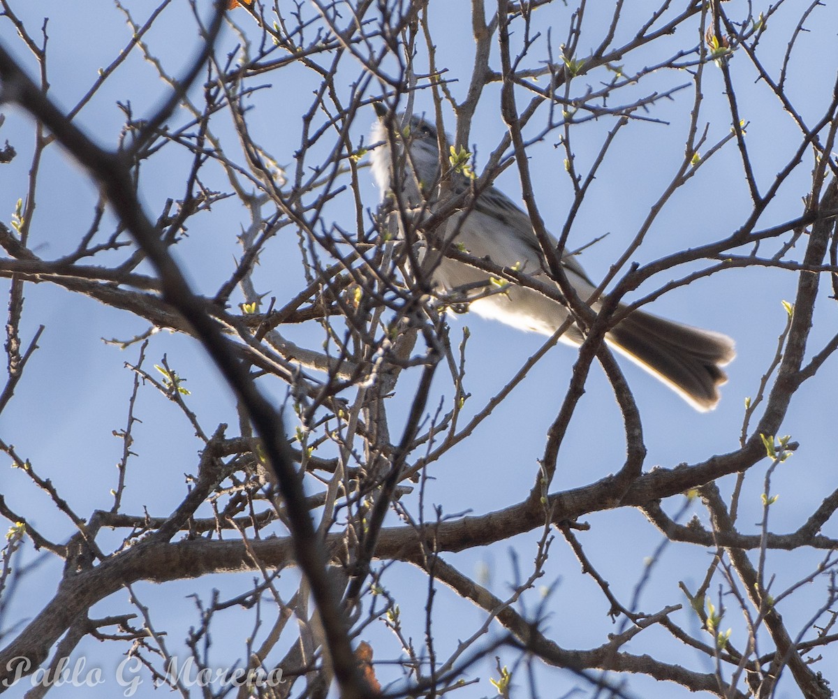 Suiriri Flycatcher - ML623831632