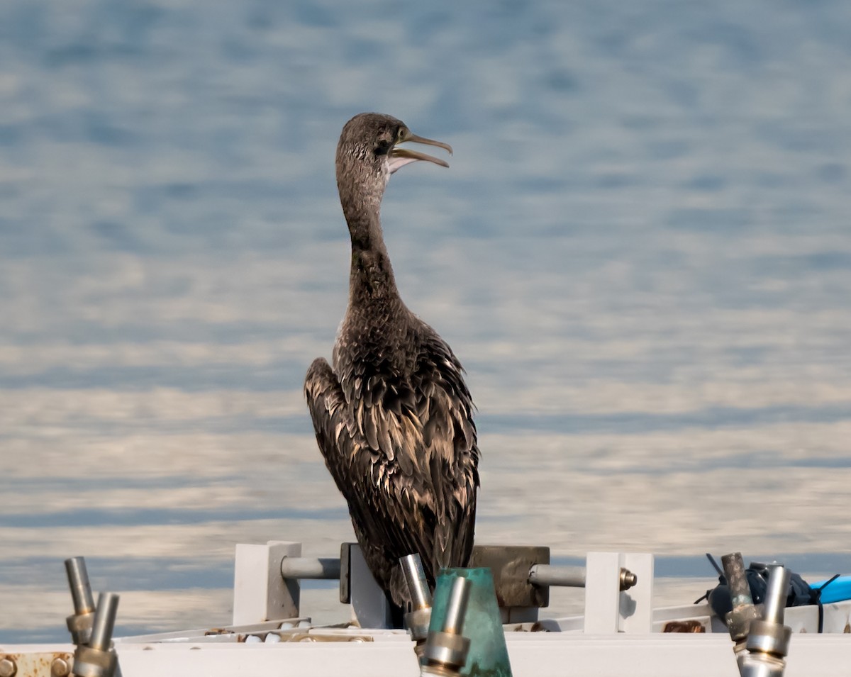 Socotra Cormorant - ML623831649