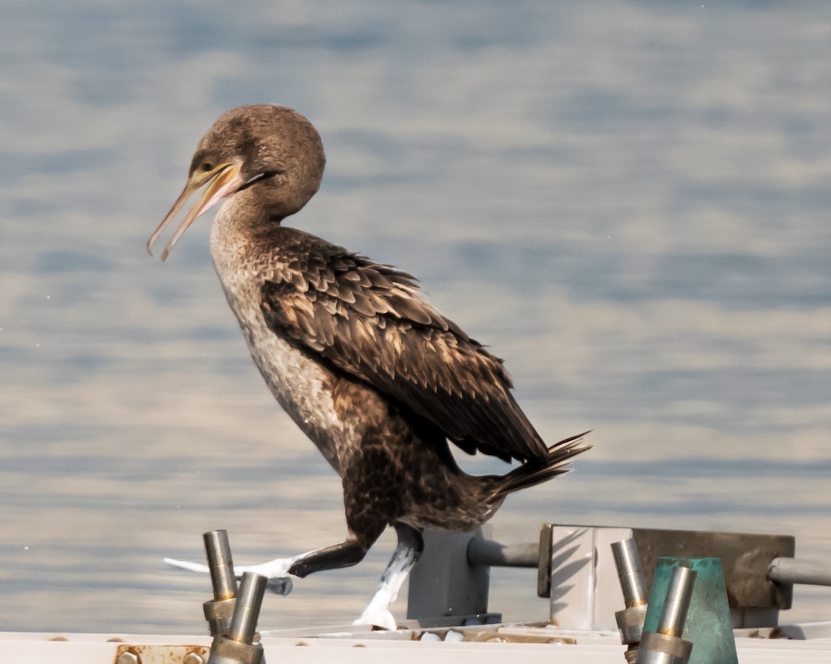 Socotra Cormorant - ML623831650