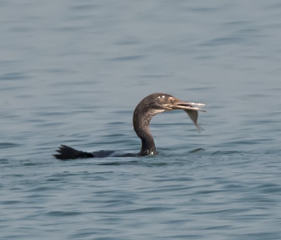 Socotra Cormorant - ML623831651