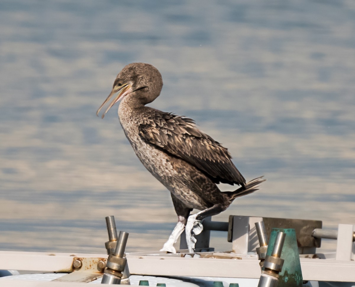 Socotra Cormorant - ML623831652