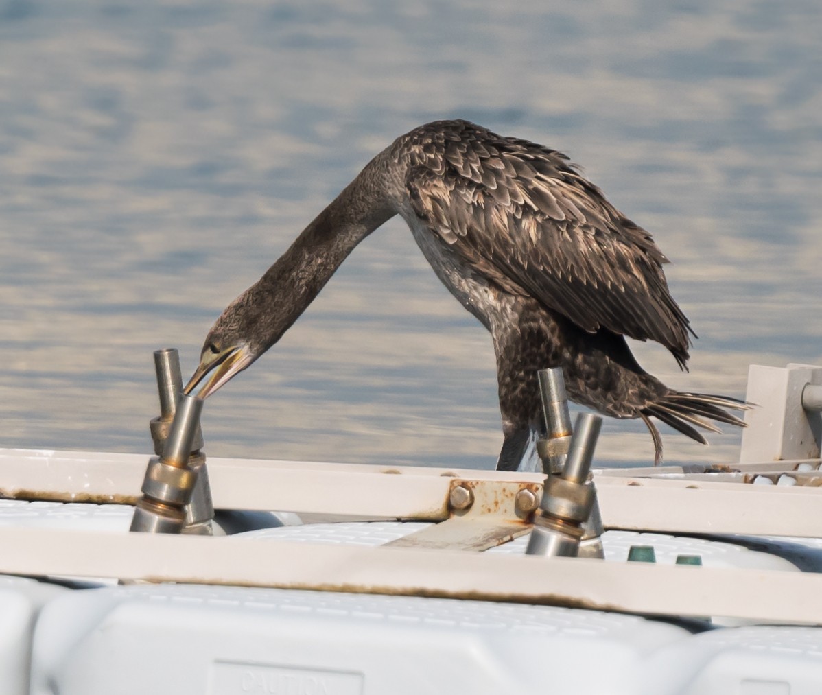 Socotra Cormorant - ML623831653