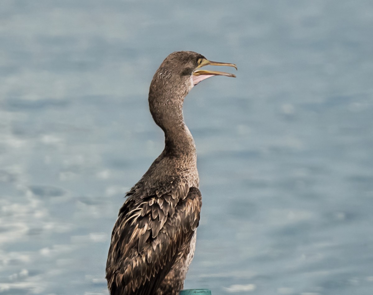 Socotra Cormorant - ML623831654