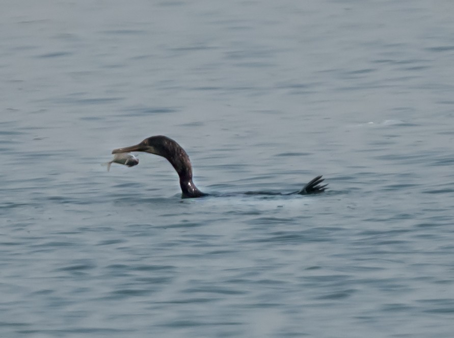 Socotra Cormorant - ML623831655