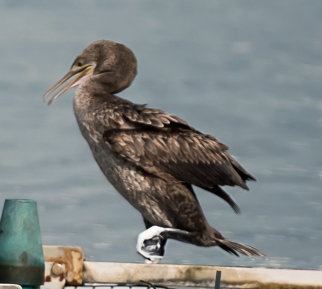 Socotra Cormorant - chandana roy