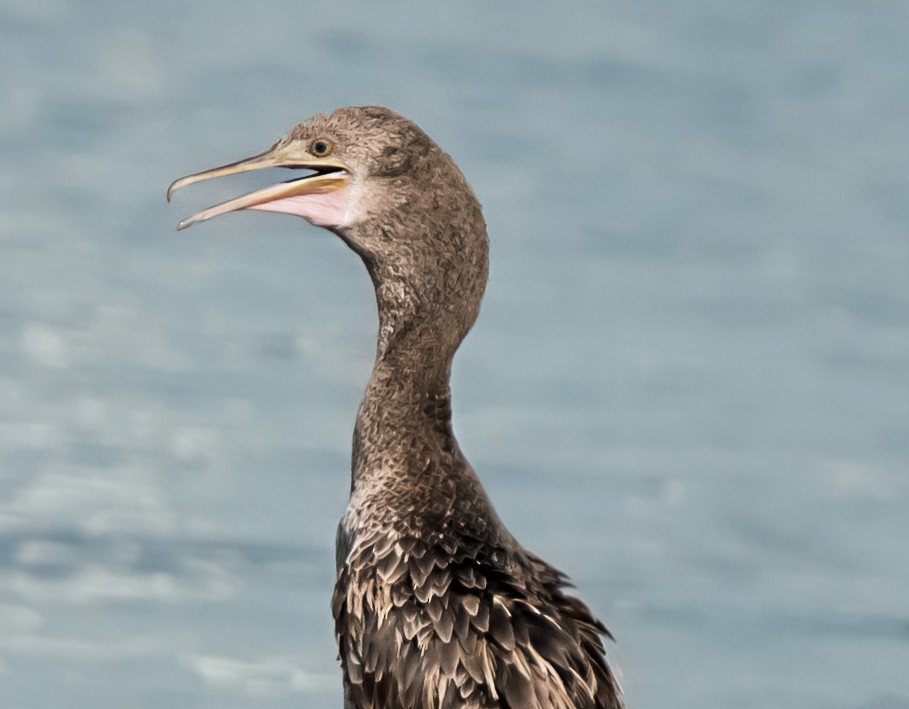 Socotra Cormorant - ML623831657