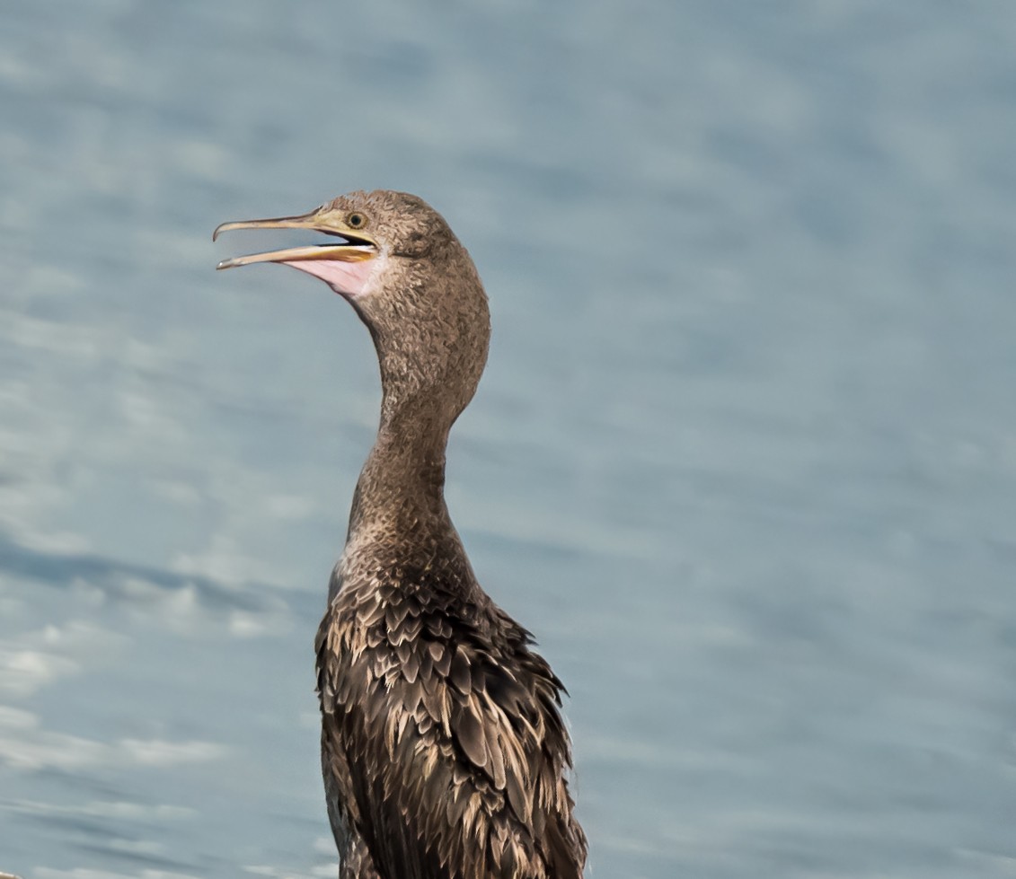 Socotra Cormorant - ML623831658