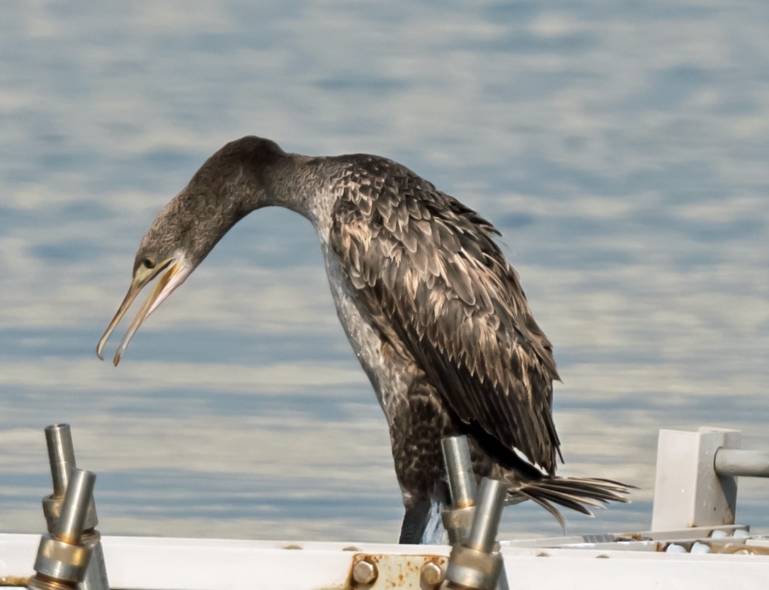 Socotra Cormorant - ML623831659