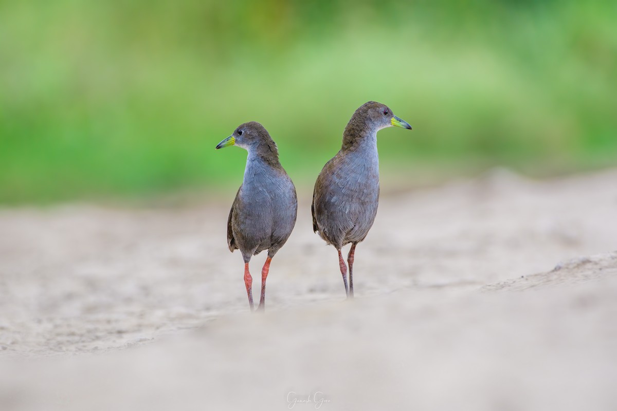 Brown Crake - ML623831740