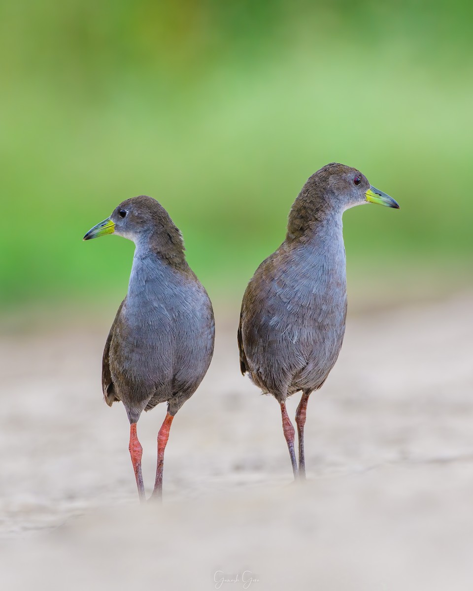 Brown Crake - ML623831741