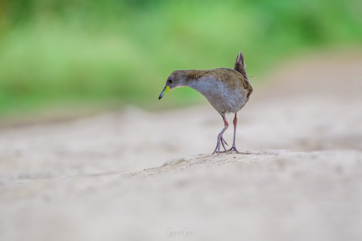 Brown Crake - ML623831742