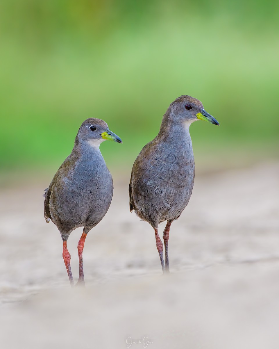 Brown Crake - ML623831743