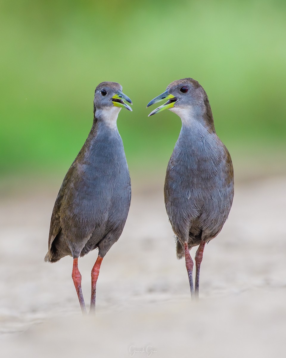 Brown Crake - ML623831747