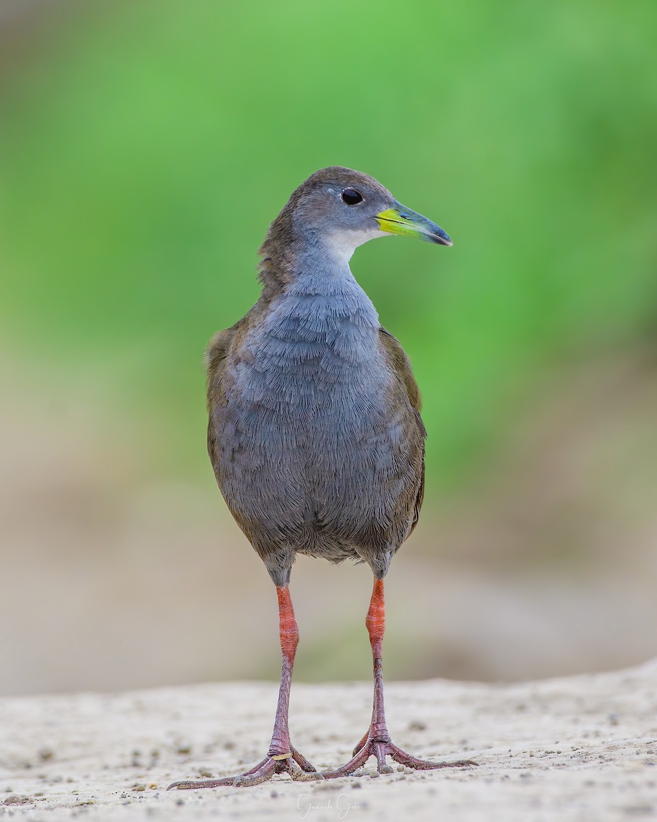 Brown Crake - ML623831751