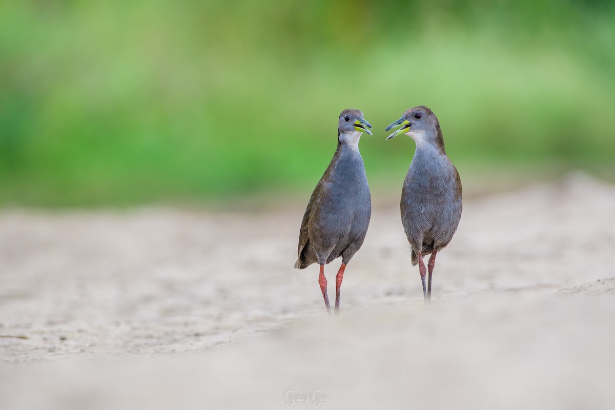 Brown Crake - ML623831753