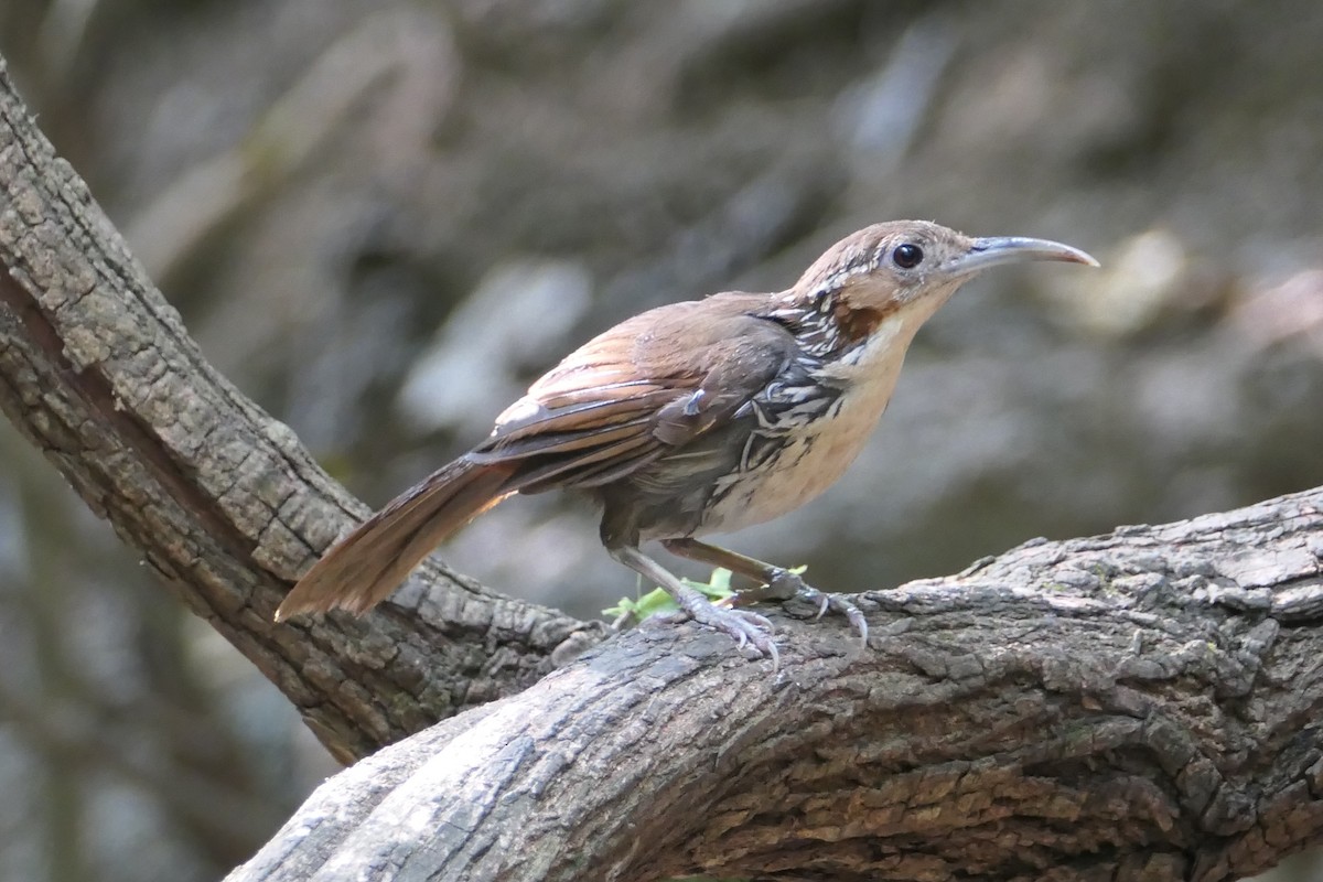 Large Scimitar-Babbler - ML623831756