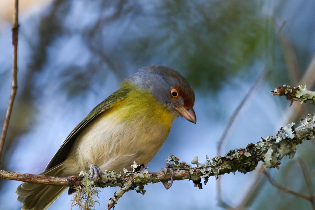 Rufous-browed Peppershrike - ML623831771