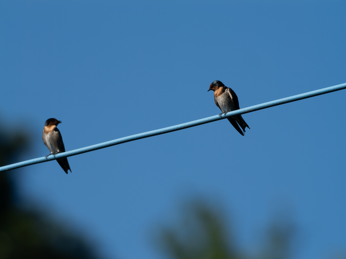 Pacific Swallow - ML623831785